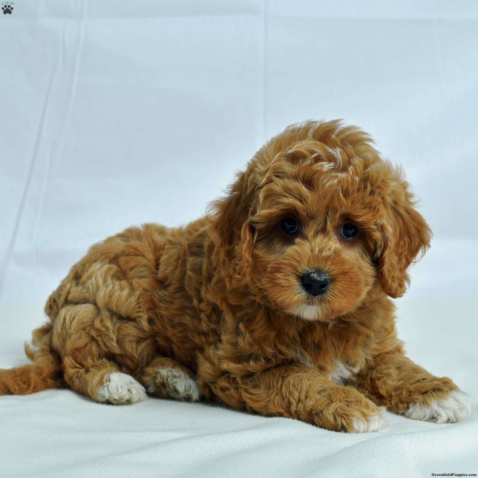 Iowa Cavapoo Puppy For Sale in Pennsylvania